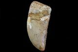 Serrated, Carcharodontosaurus Tooth - Real Dino Tooth #71187-1